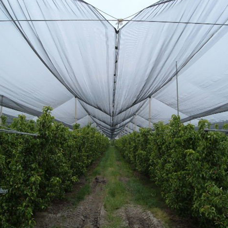 يجد المزارعون الحماية وزيادة الغلة من خلال شبكات HDPE المضادة للطيور