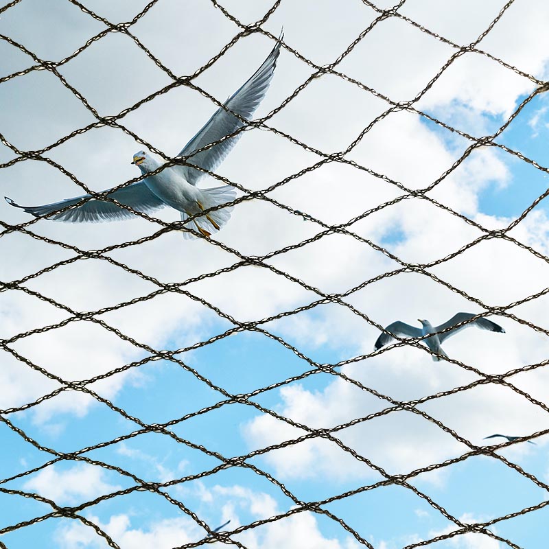 كيفية اختيار شبكة مكافحة الطيور ذات نوعية جيدة؟