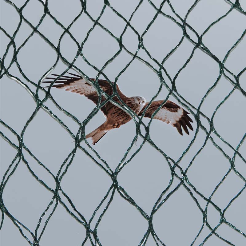 ما هي الخيارات المادية ومزايا وعيوب شبكات الوقاية من الطيور؟